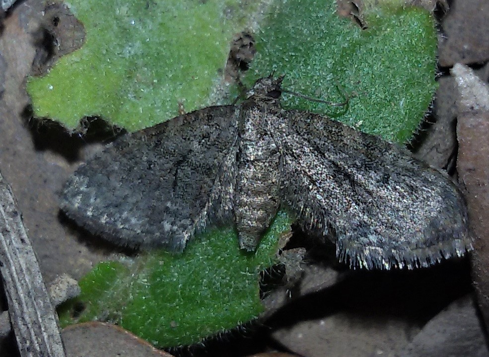 Eupithecia ?