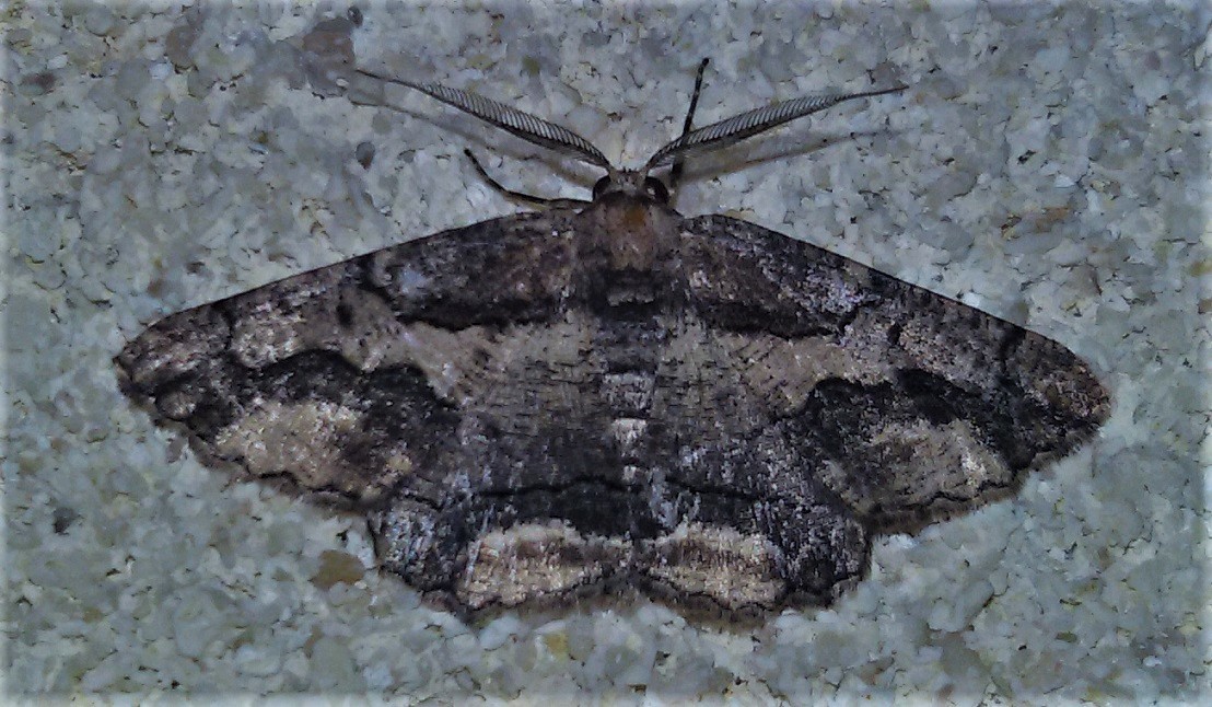 Menophra japygiaria? S