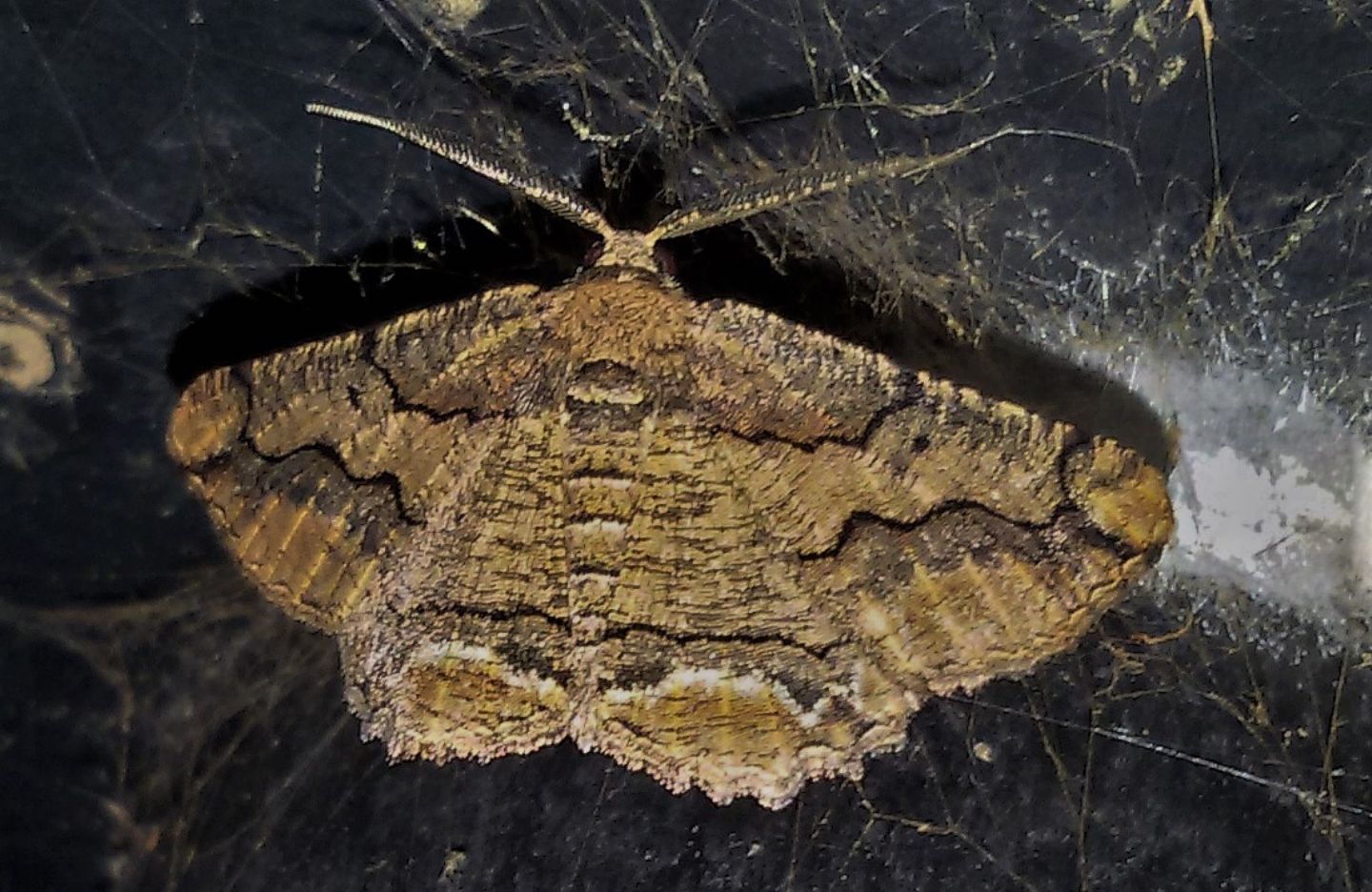 Menophra japygiaria? S