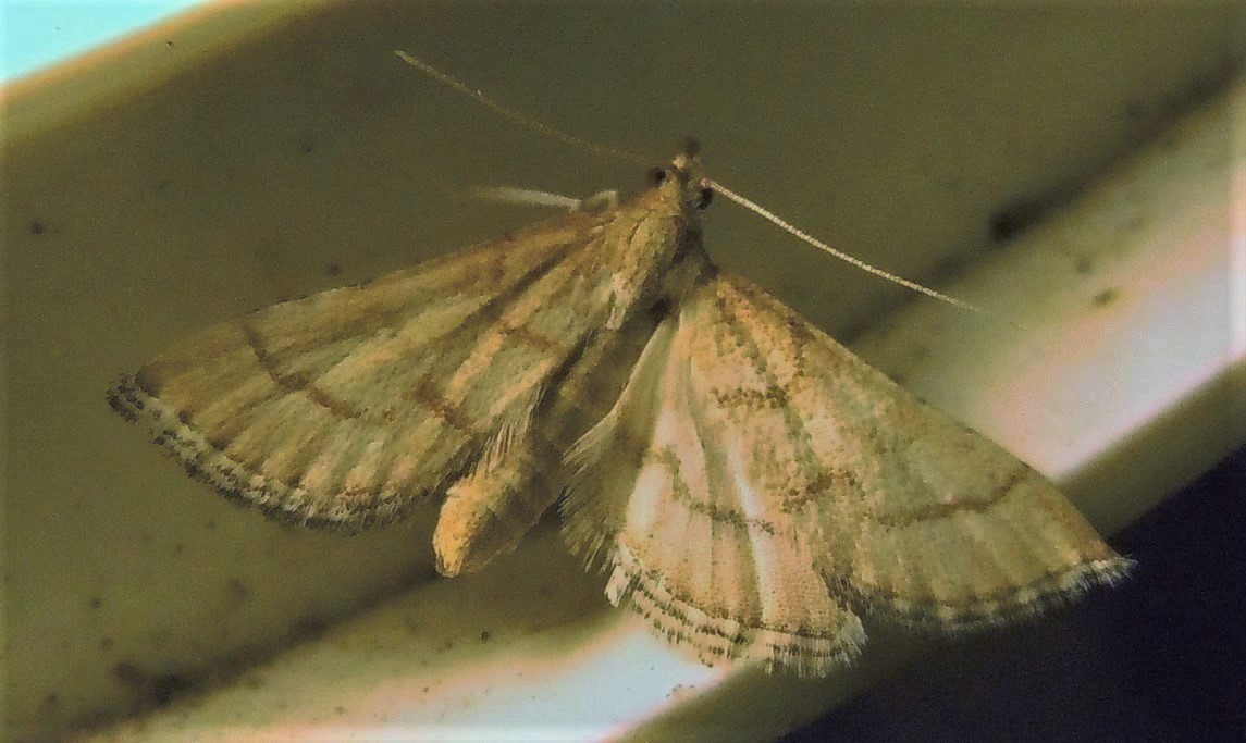 Anania crocealis? No, Metasia sp., Crambidae