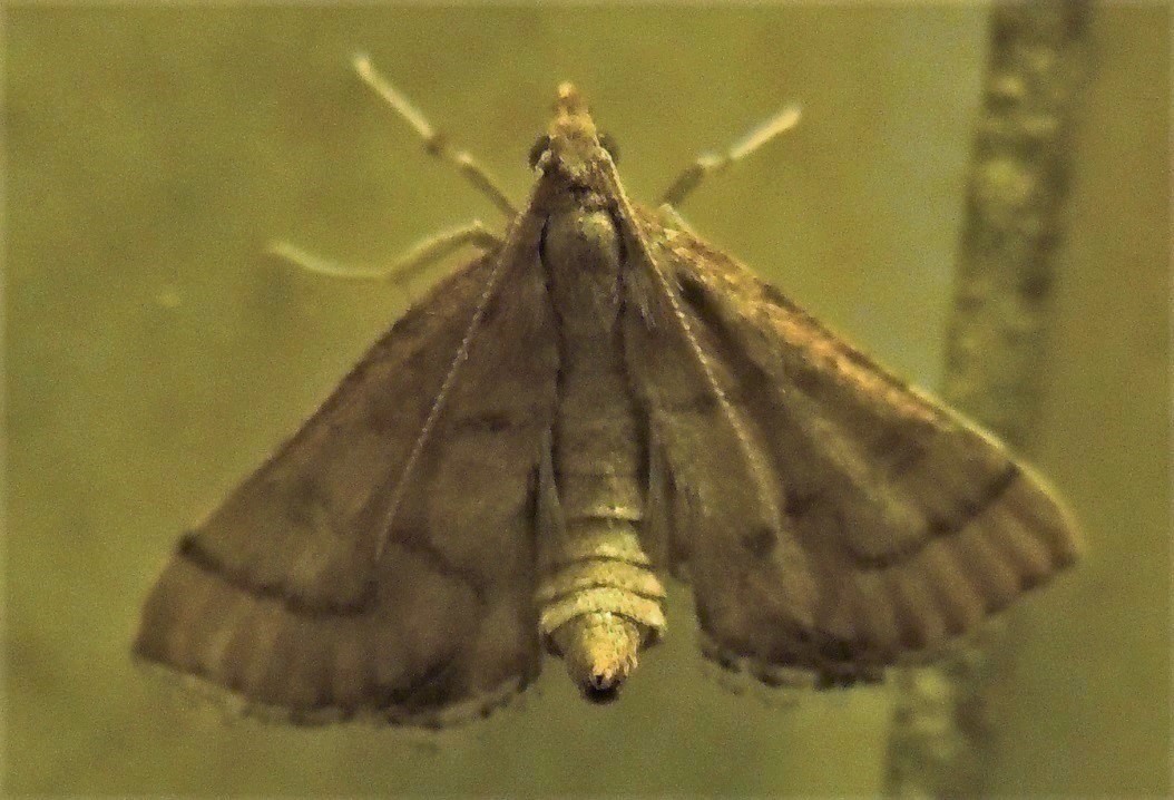 Anania crocealis? No, Metasia sp., Crambidae