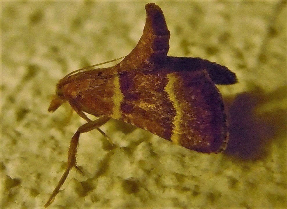 Stemmatophora combustalis? S