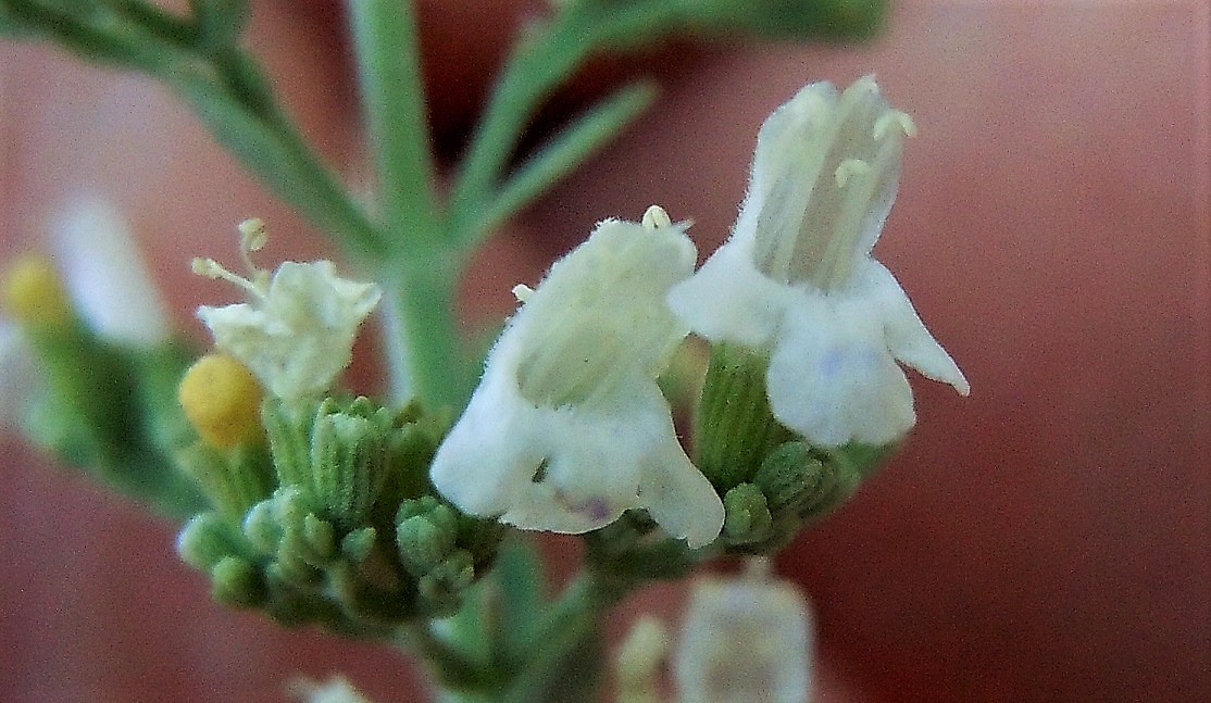 Micromeria fruticosa / Issopo fruticoso