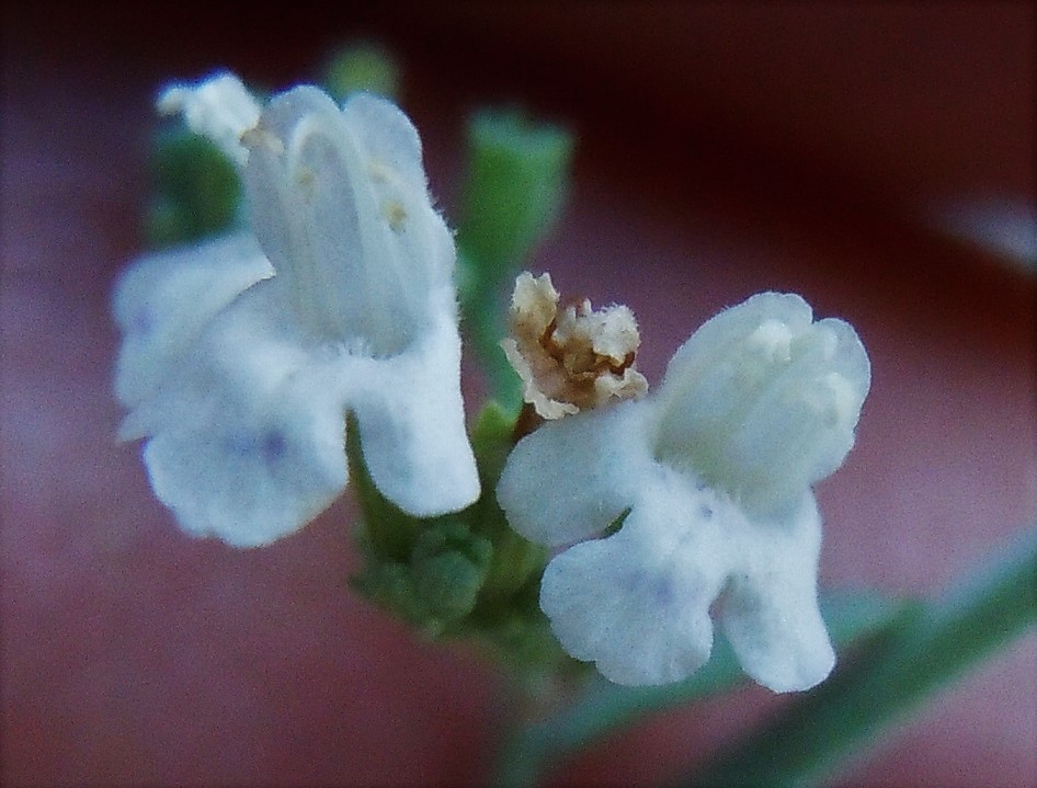 Micromeria fruticosa / Issopo fruticoso