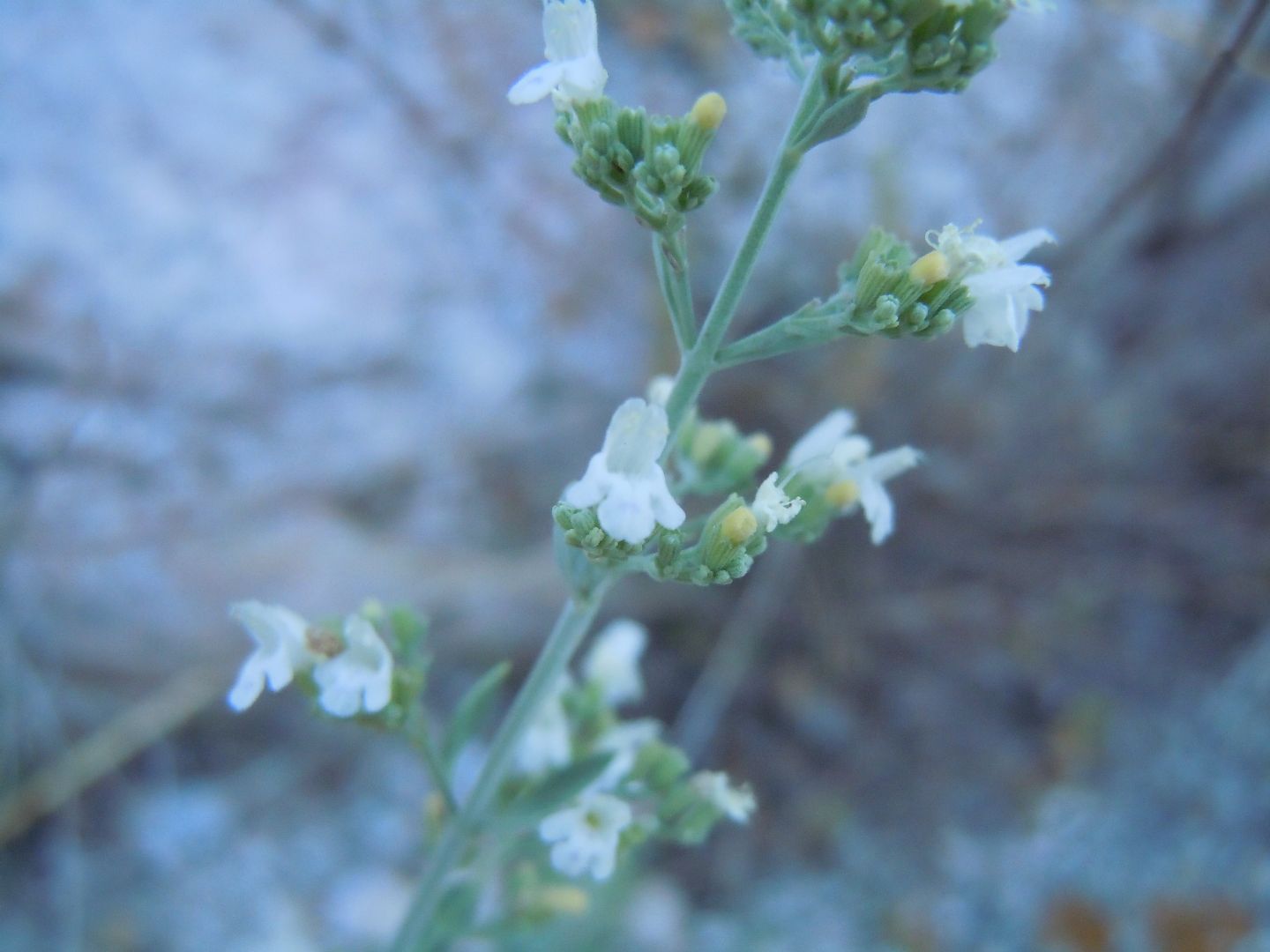 Micromeria fruticosa / Issopo fruticoso