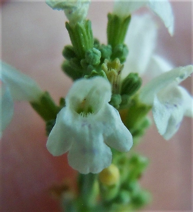 Micromeria fruticosa / Issopo fruticoso