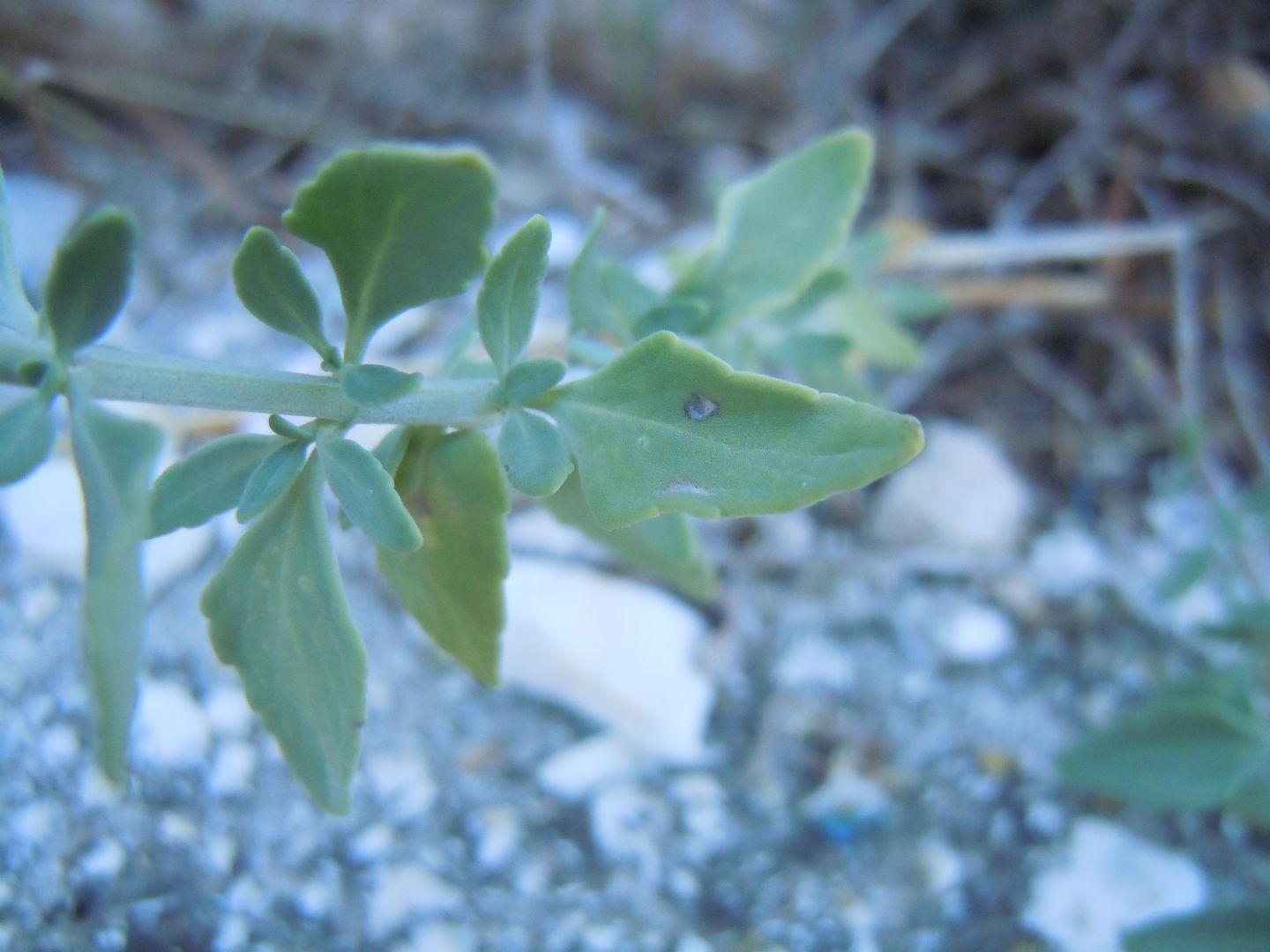 Micromeria fruticosa / Issopo fruticoso