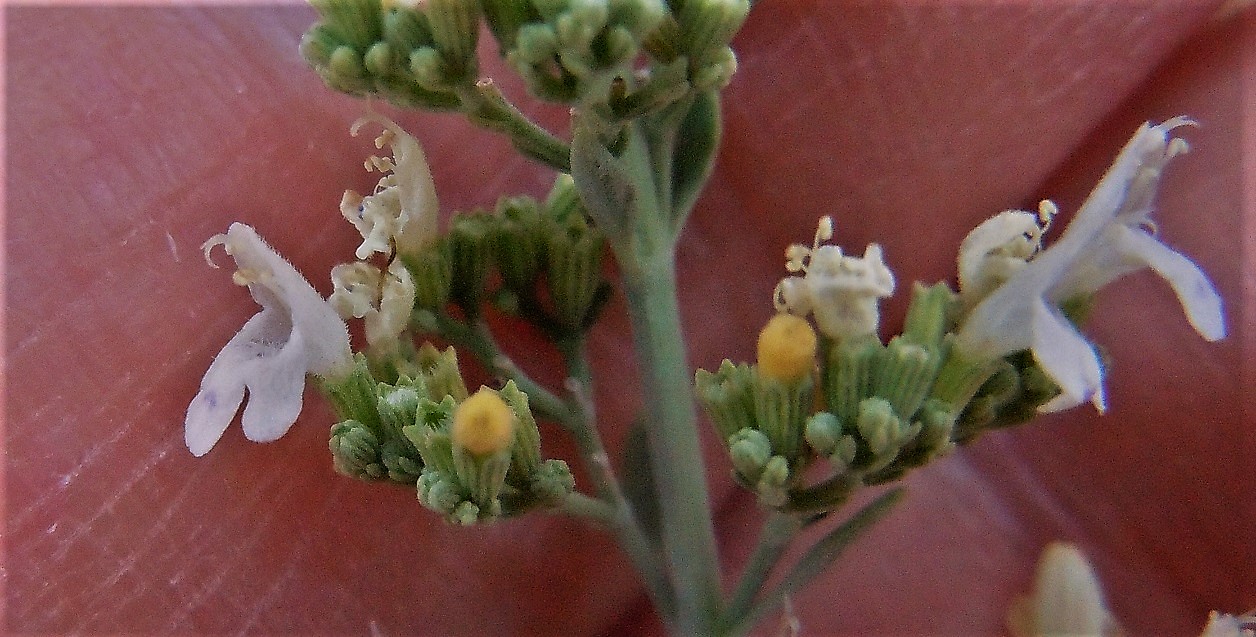 Micromeria fruticosa / Issopo fruticoso