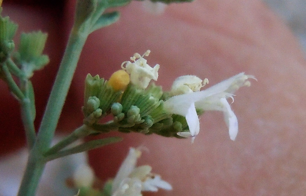 Micromeria fruticosa / Issopo fruticoso