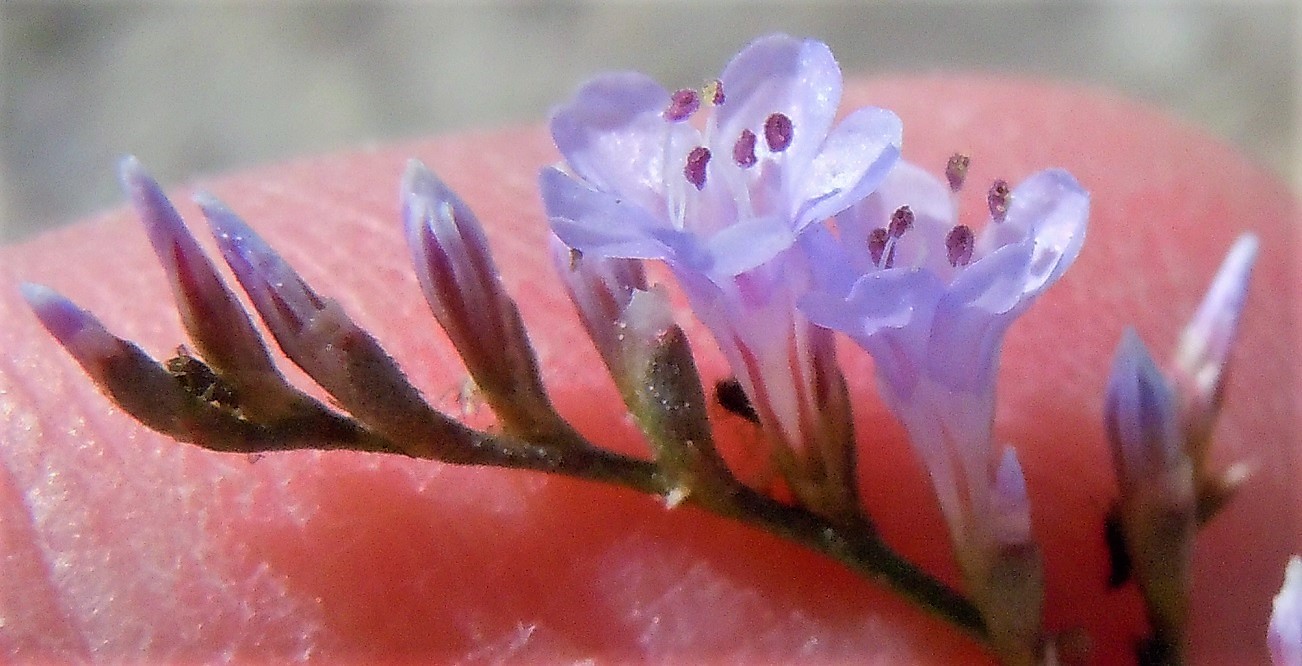 Limonium dalla Puglia