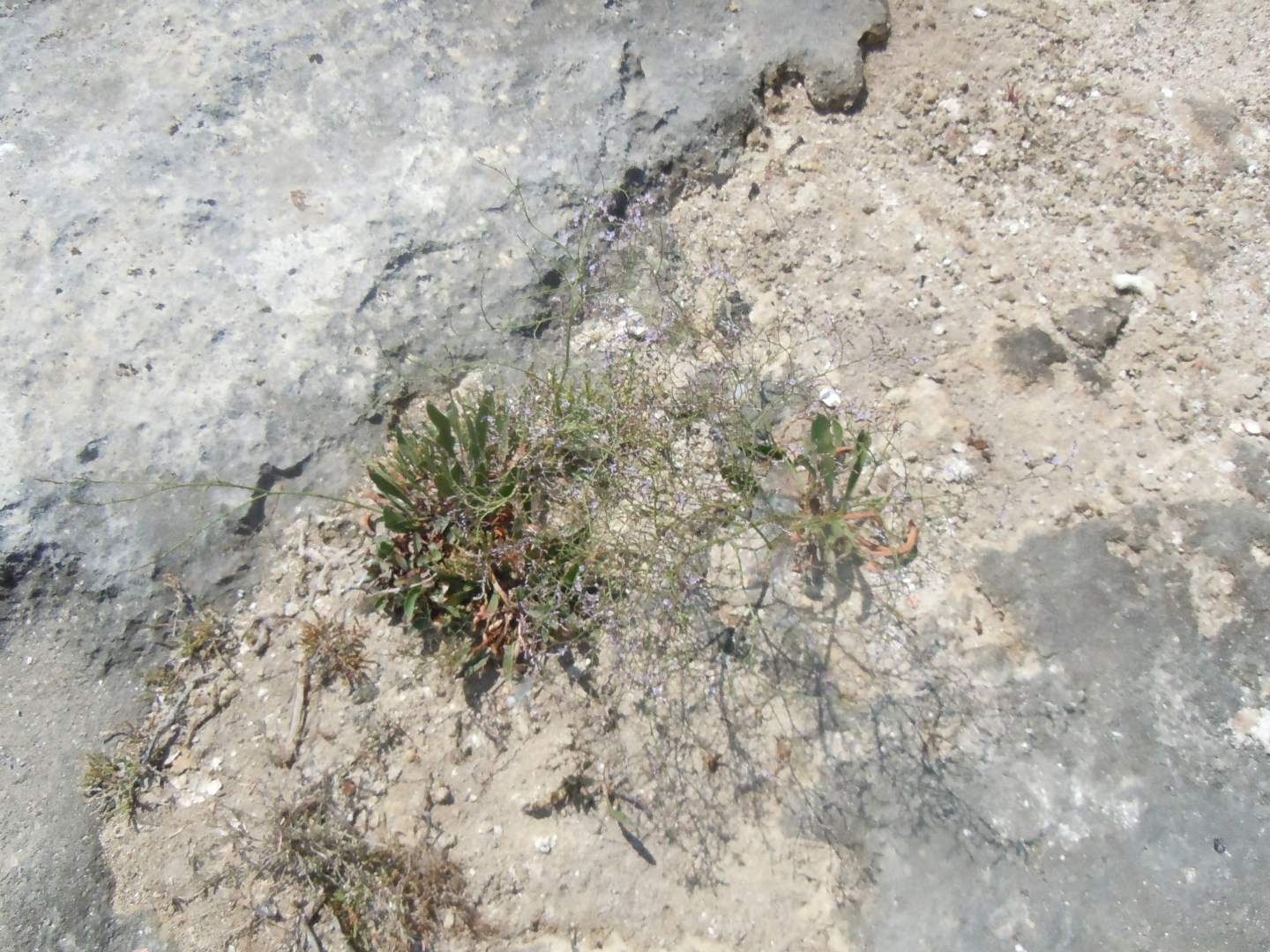 Limonium dalla Puglia