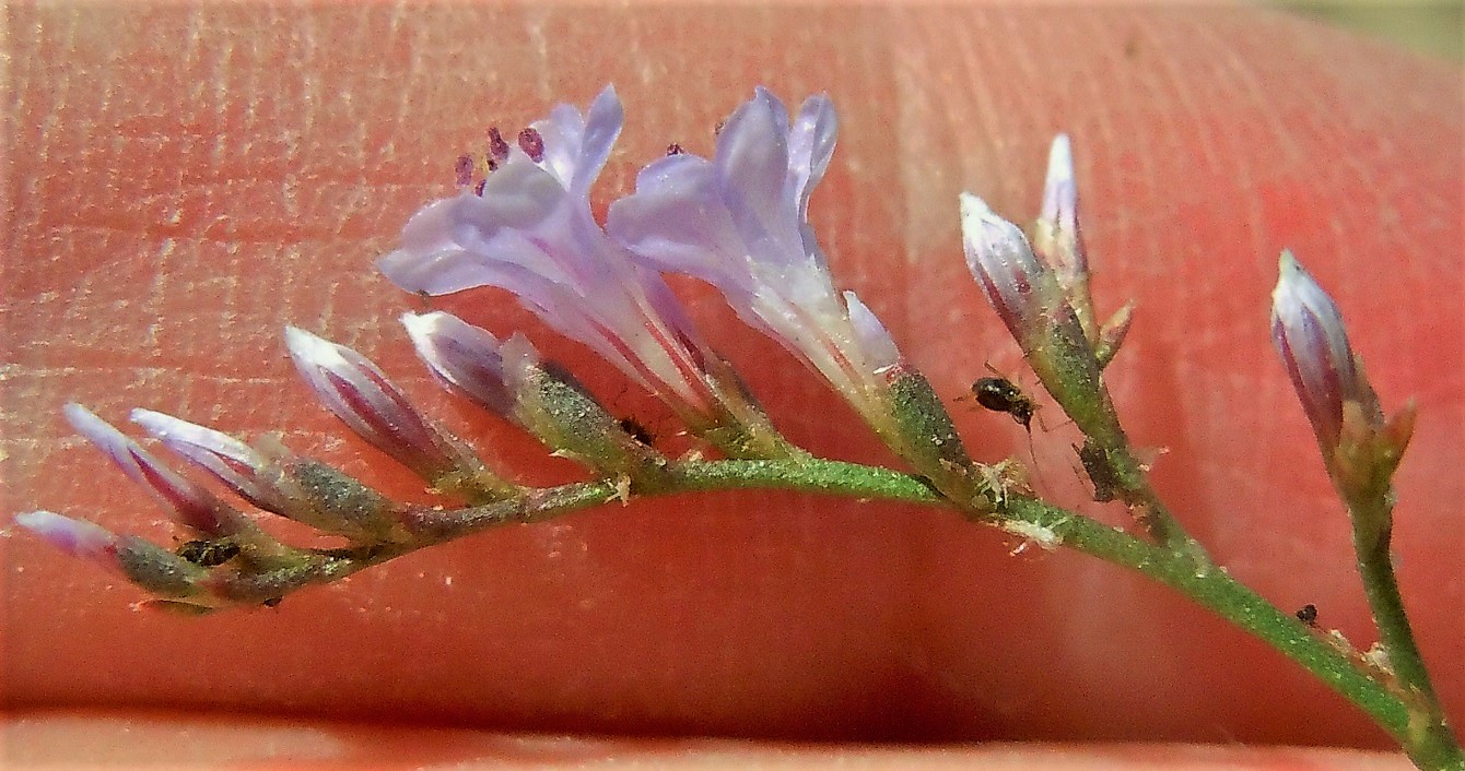 Limonium dalla Puglia