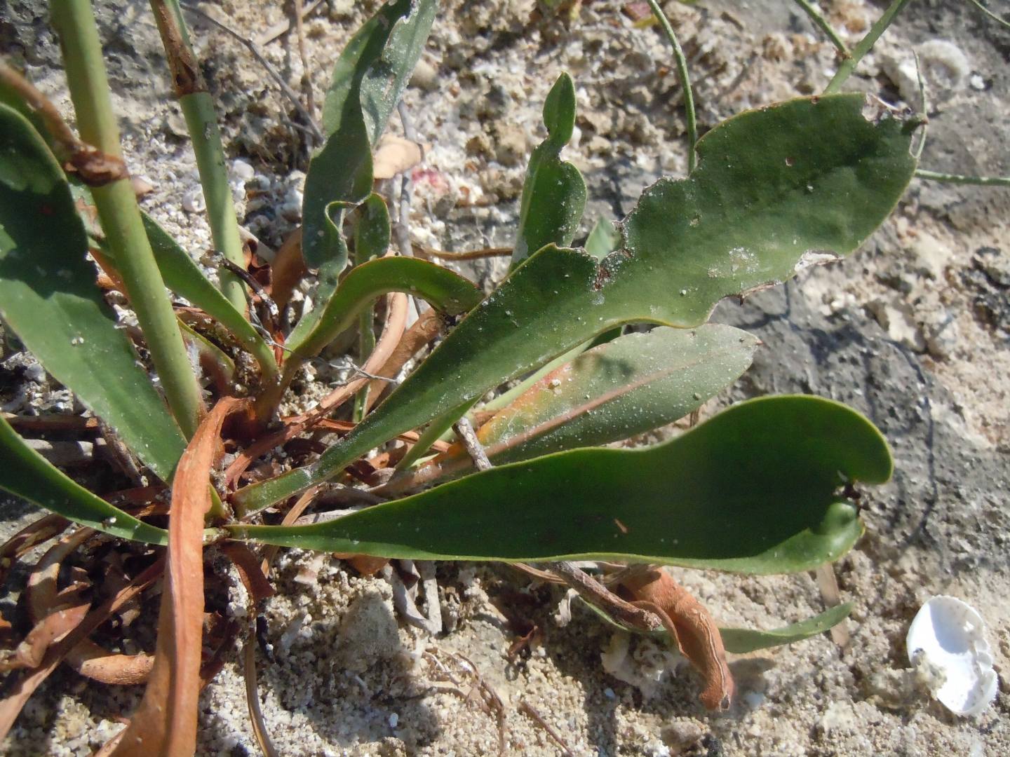 Limonium dalla Puglia