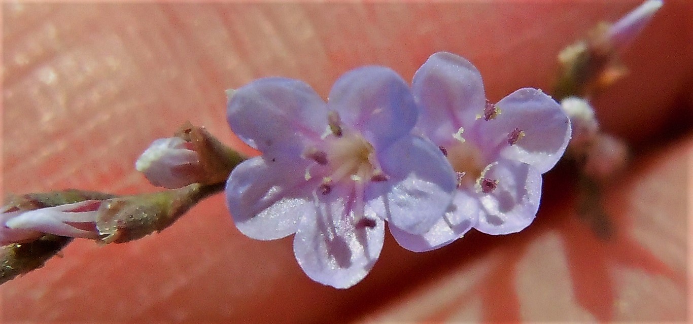 Limonium dalla Puglia