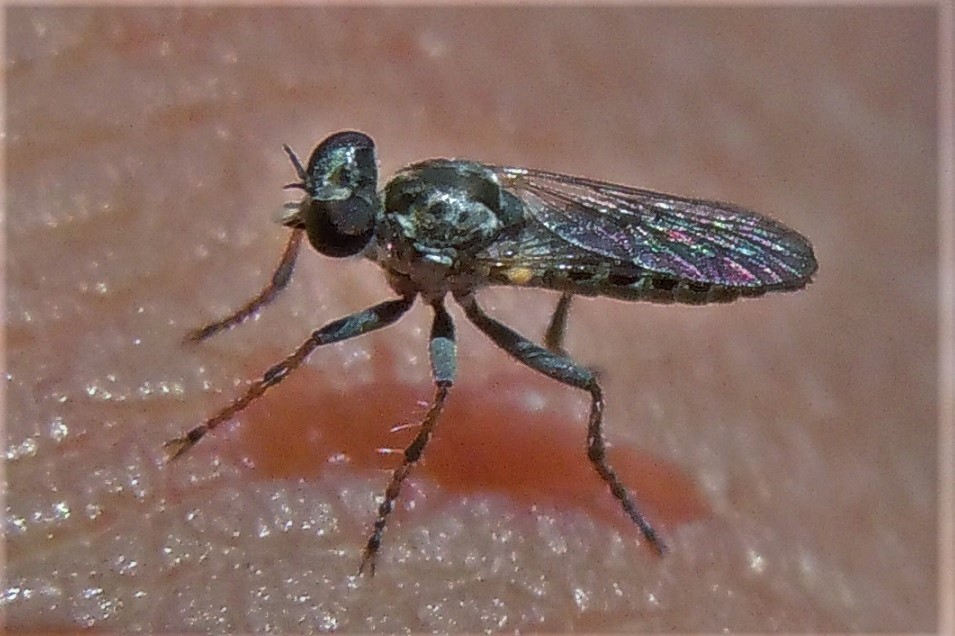 Minuscolo Asilidae