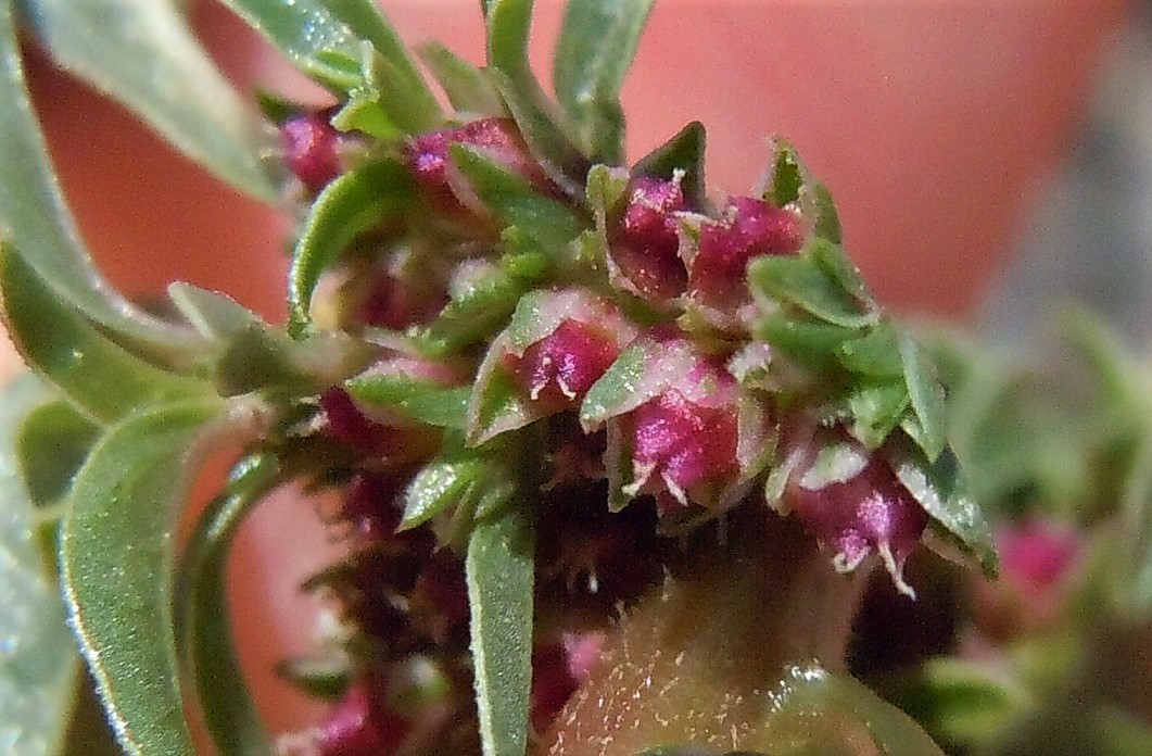 Amaranthus blitoides