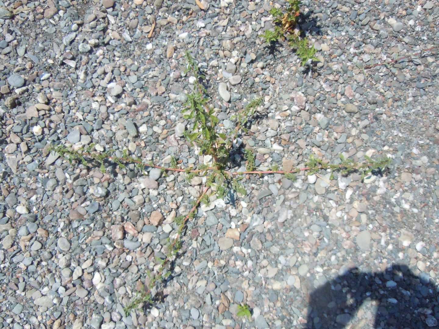 Amaranthus blitoides