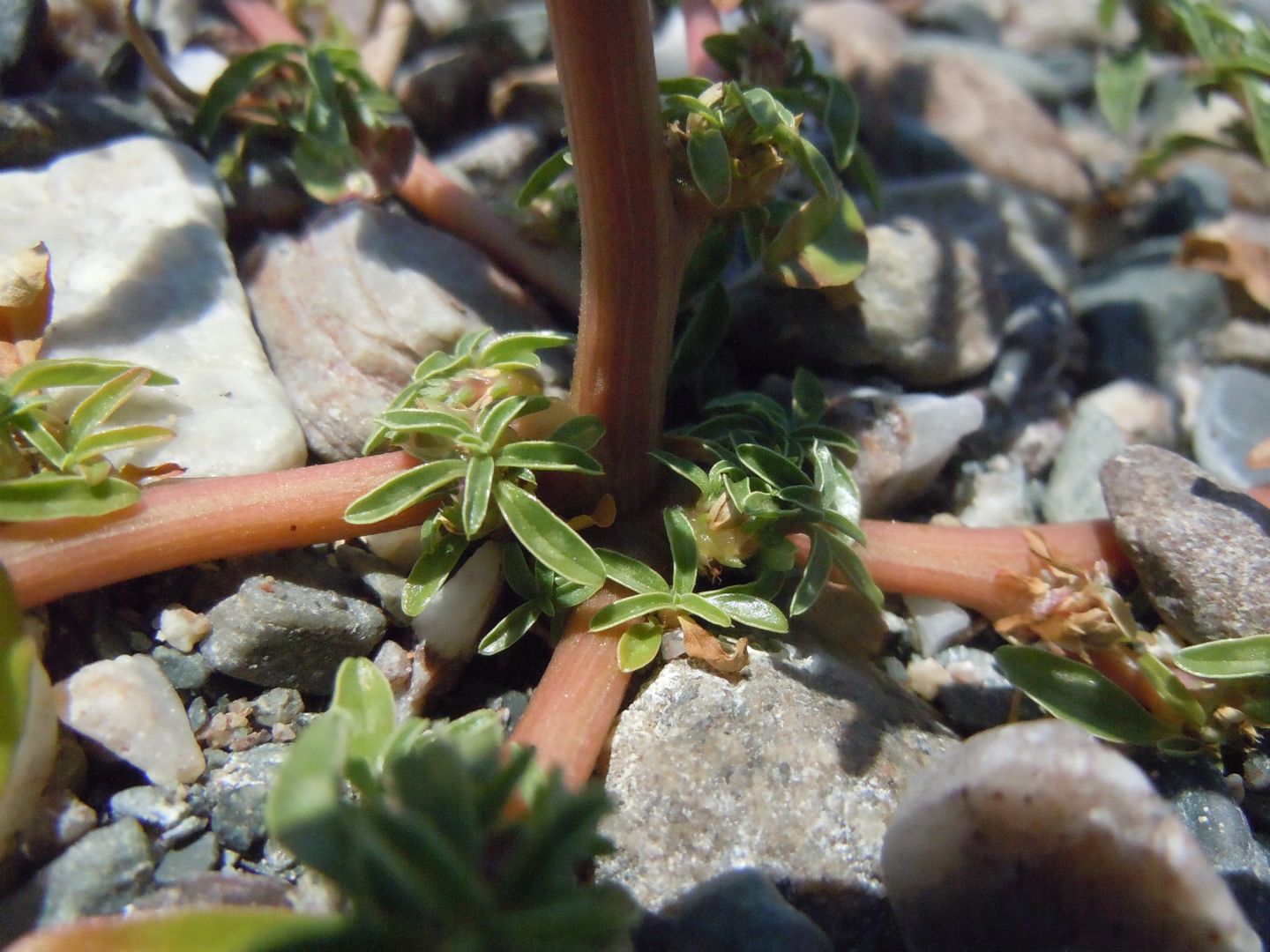 Amaranthus blitoides