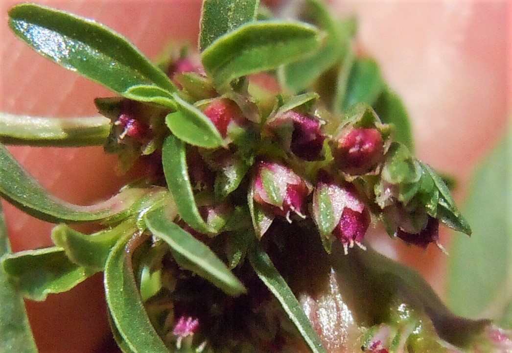 Amaranthus blitoides