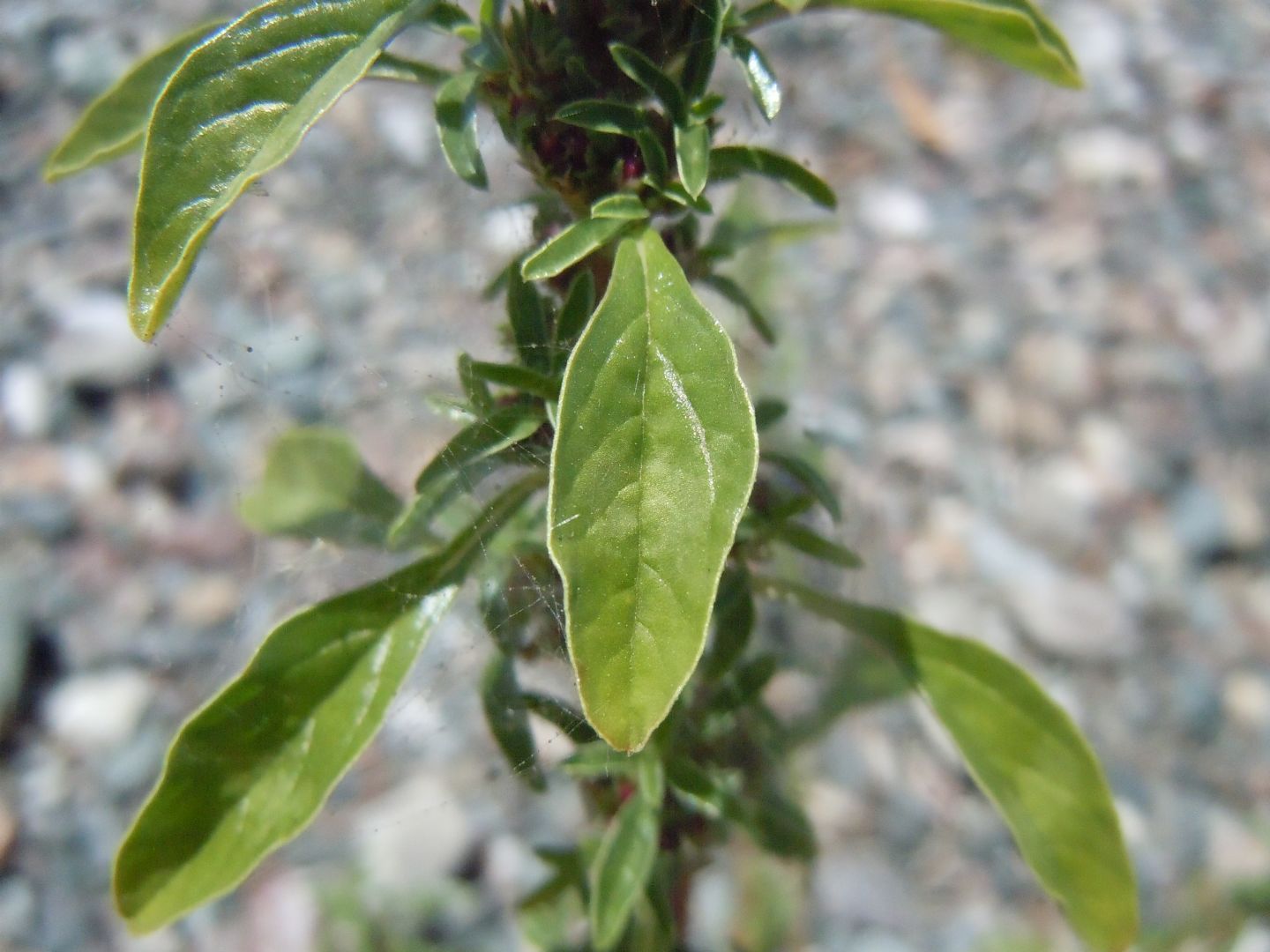 Amaranthus blitoides