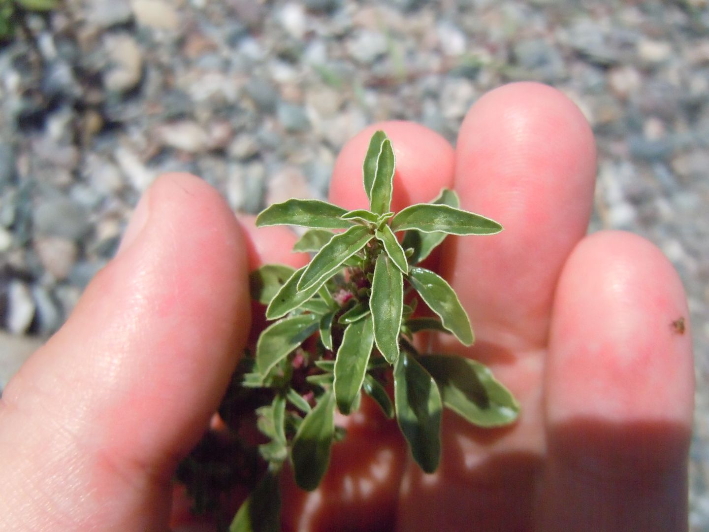 Amaranthus blitoides