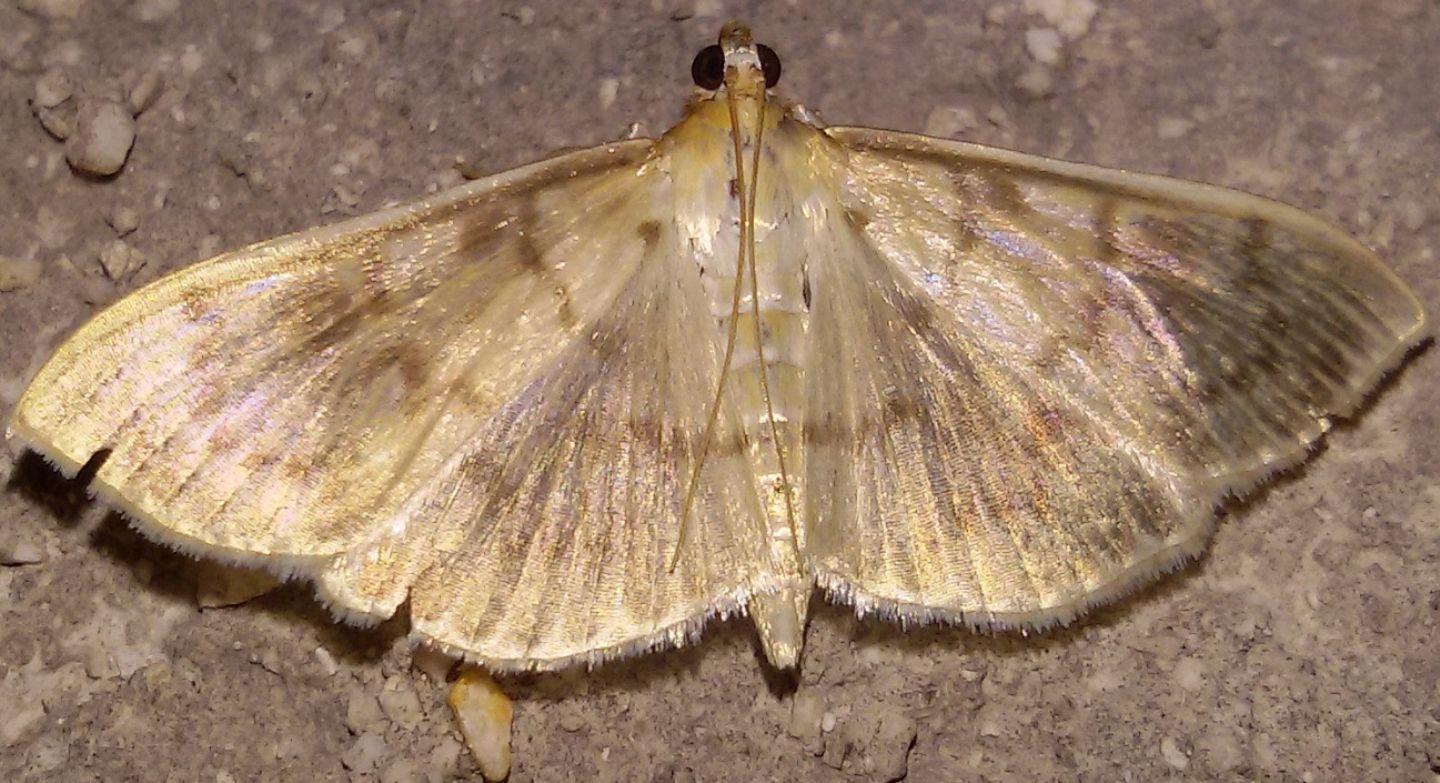 Anania coronata? No, Pleuroptya ruralis, Crambidae