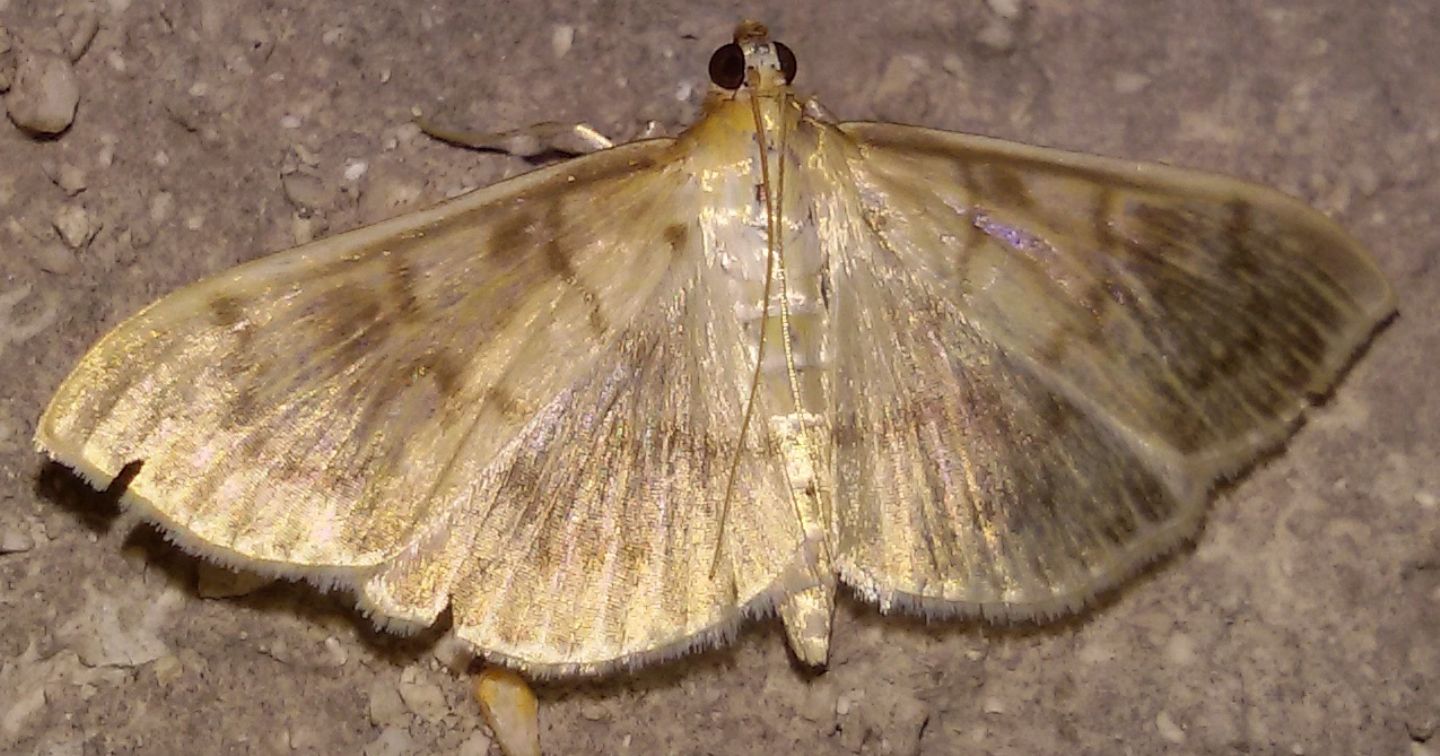 Anania coronata? No, Pleuroptya ruralis, Crambidae