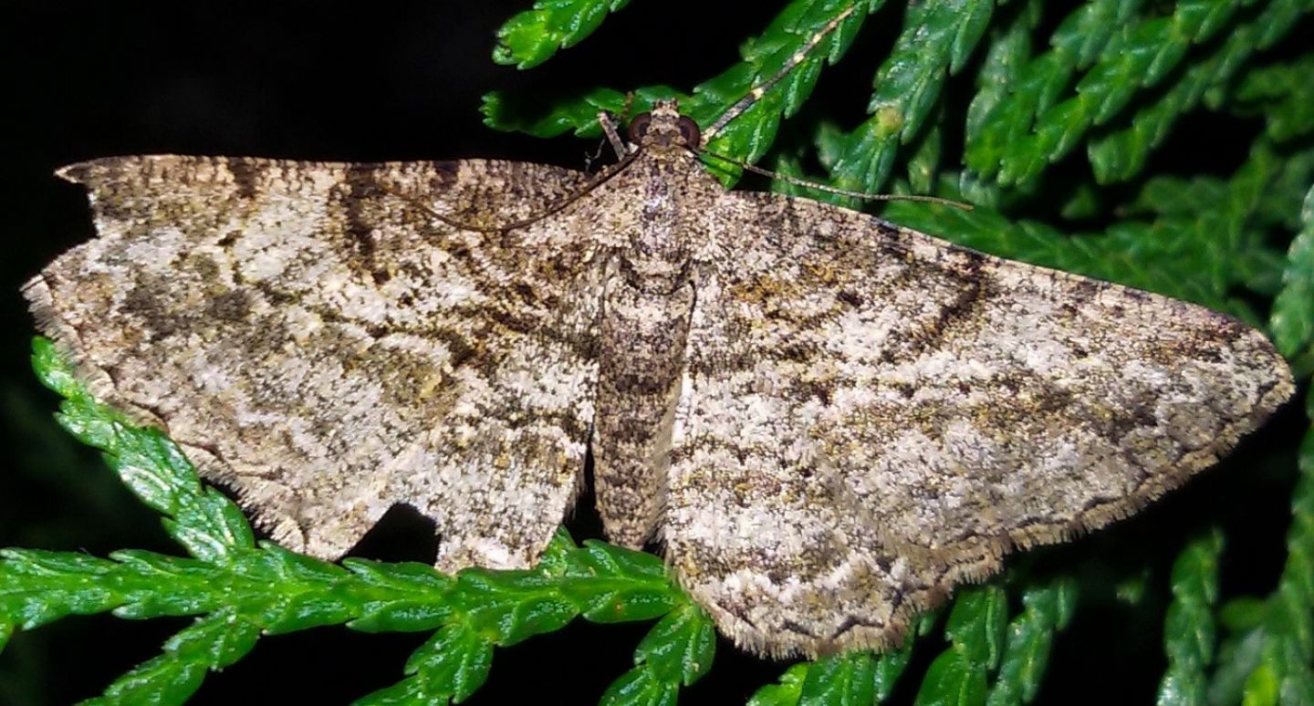 Alcis repandata? No, Peribatodes rhomboidaria, Geometridae