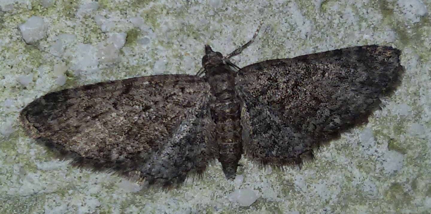 Eupithecia ?