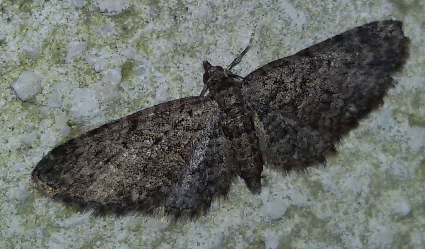 Eupithecia ?