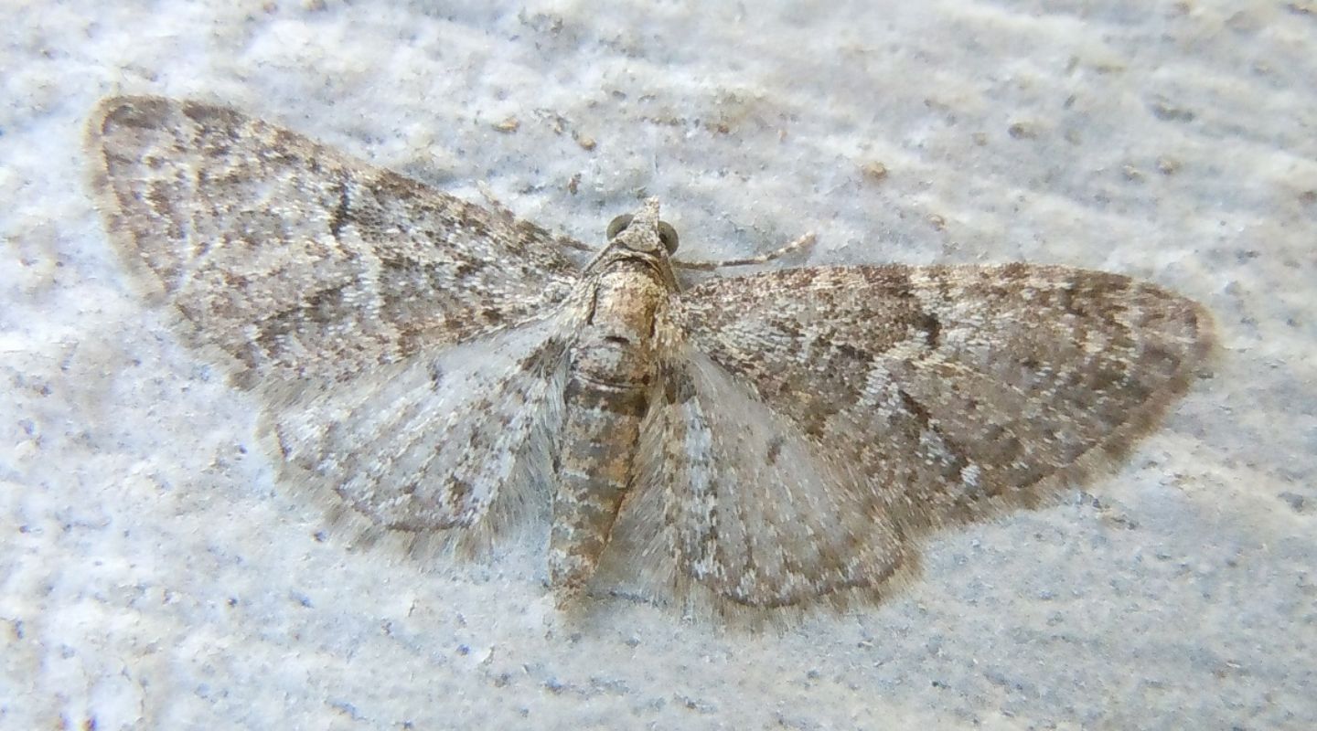 Altra Eupithecia? S, cfr. abbreviata (Geometridae)