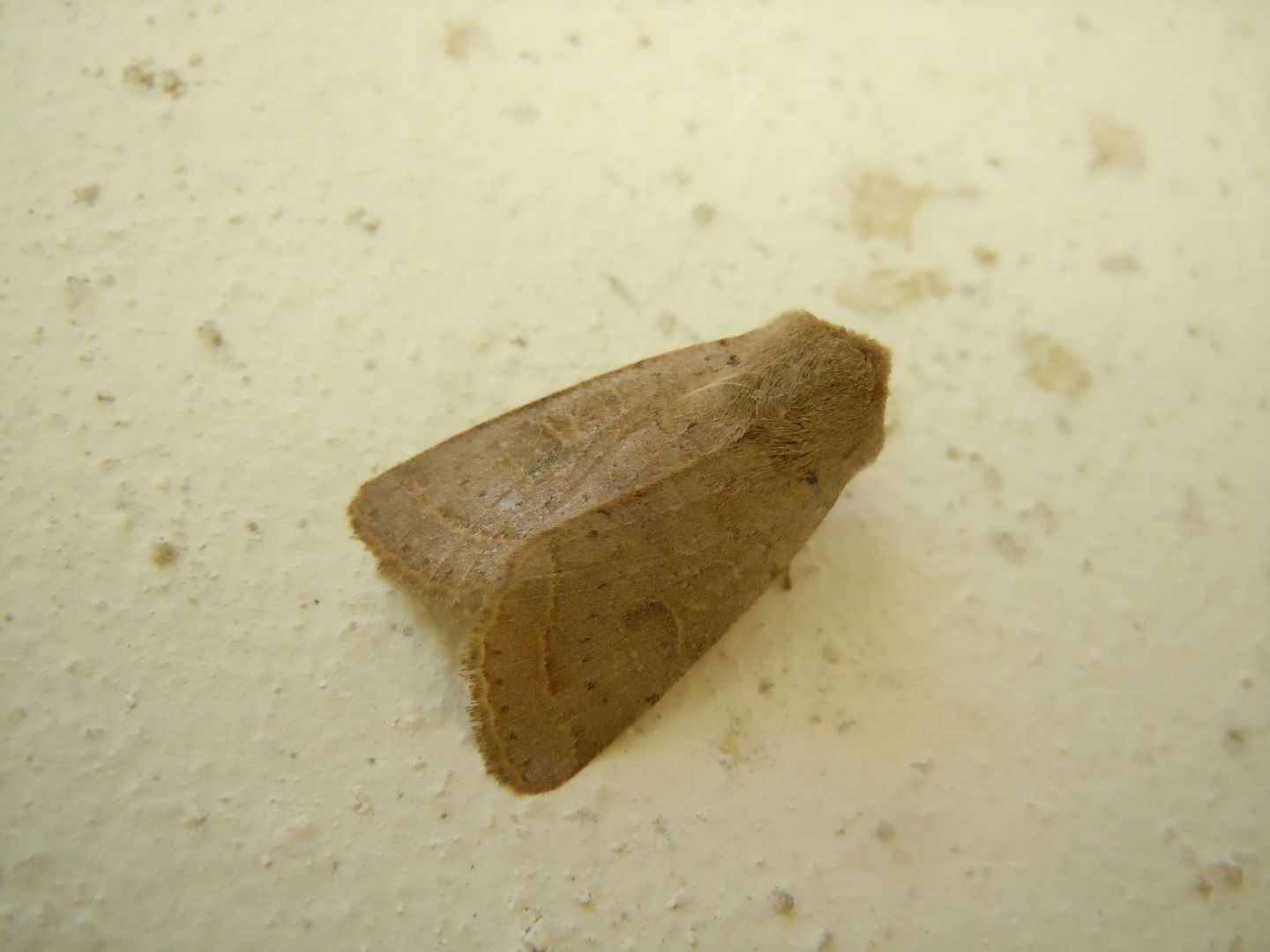 Orthosia  incerta? No, Orthosia (Monima) cerasi, Noctuidae