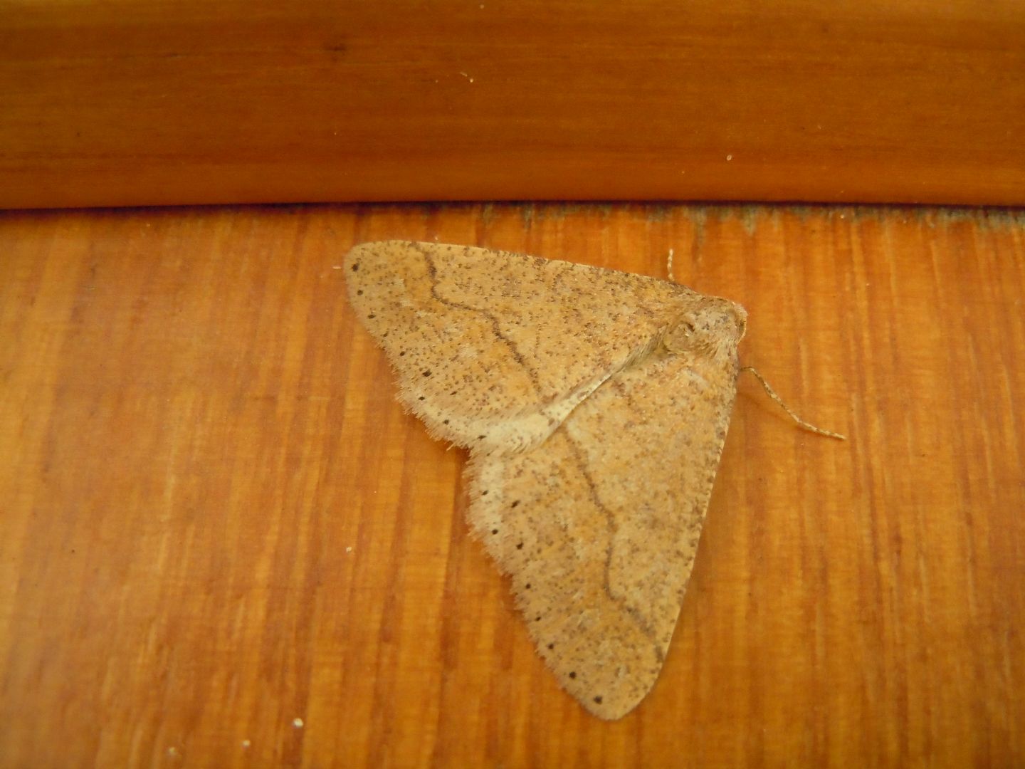 Agriopis marginaria, Geometridae? S