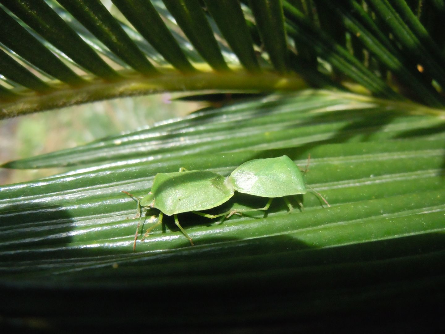 Coppia acrobatica di Nezara viridula