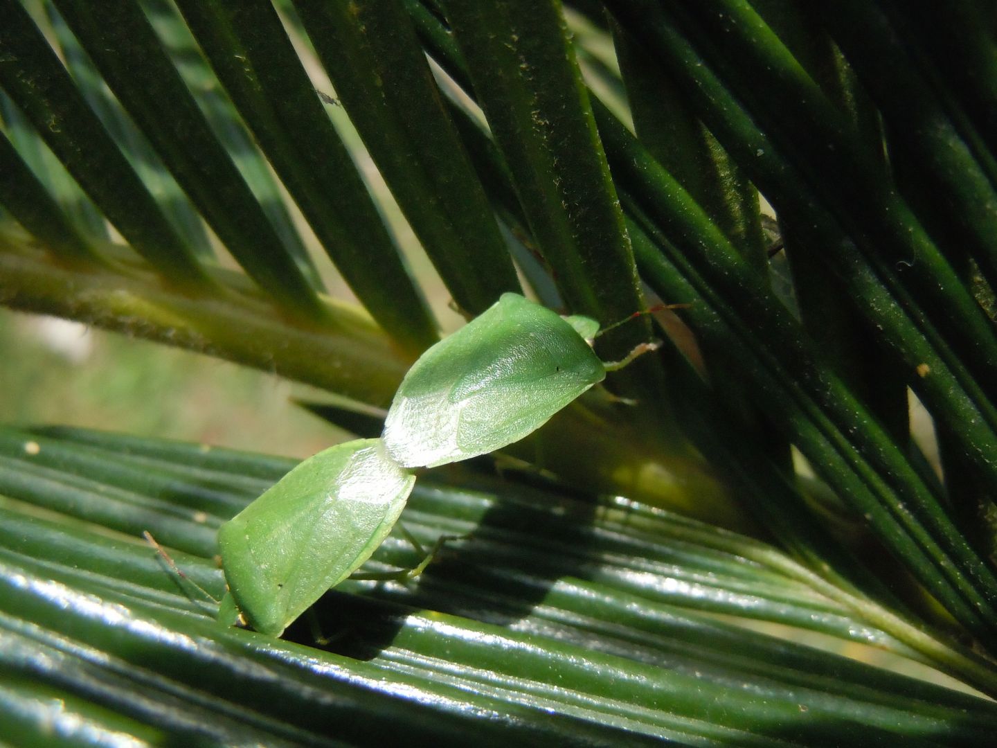 Coppia acrobatica di Nezara viridula