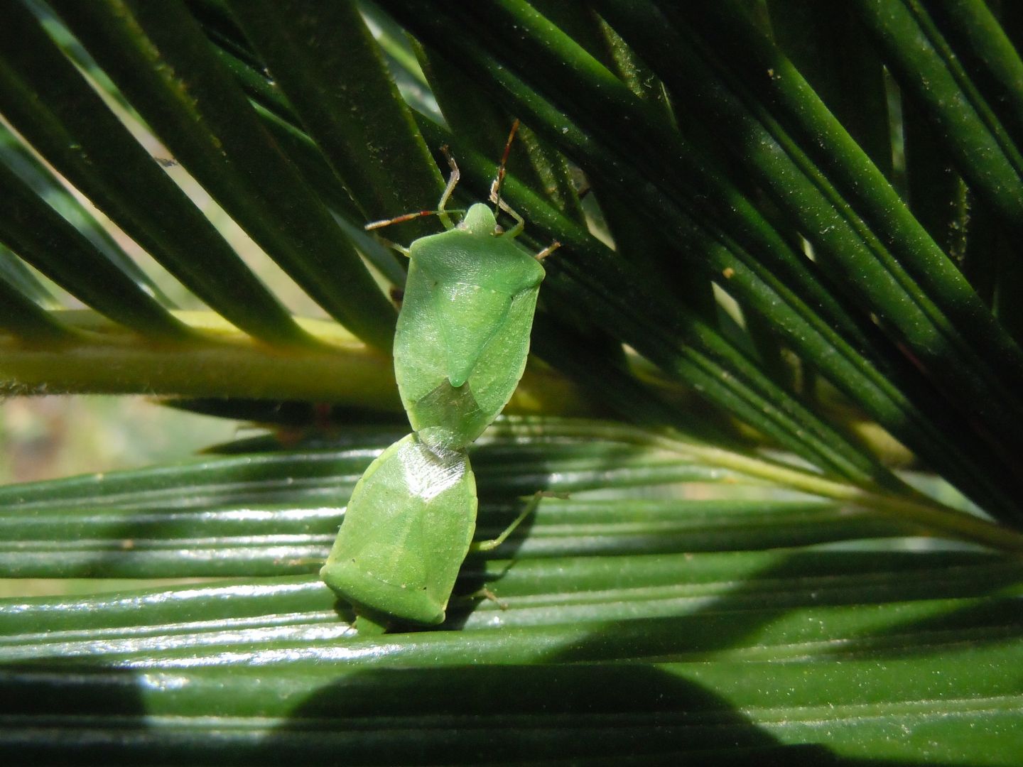 Coppia acrobatica di Nezara viridula