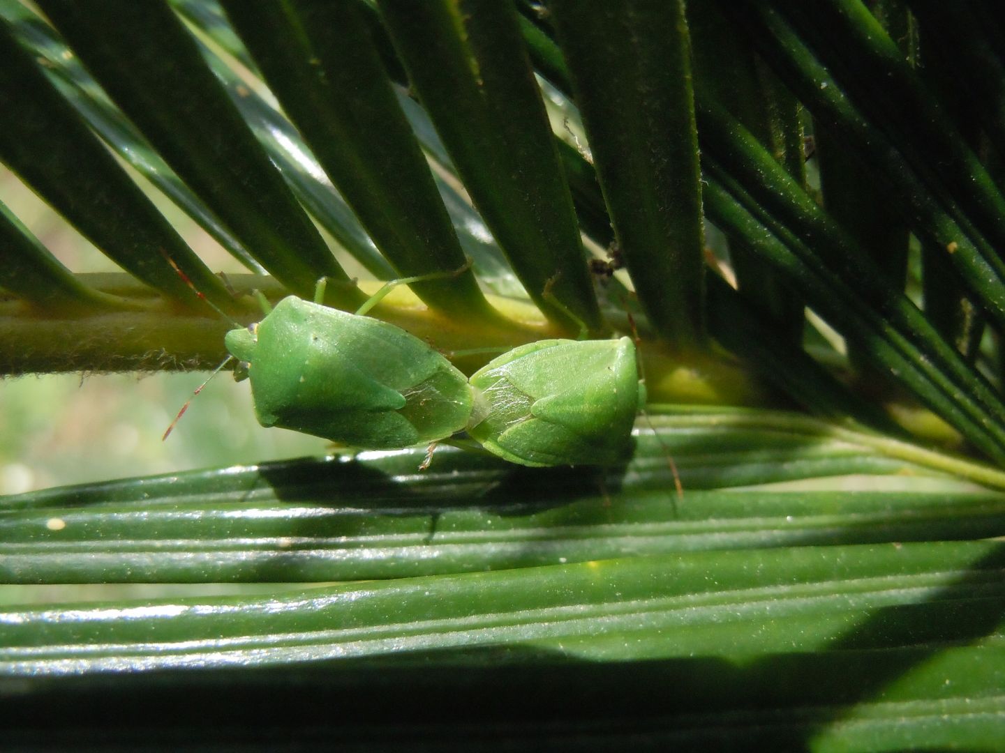 Coppia acrobatica di Nezara viridula