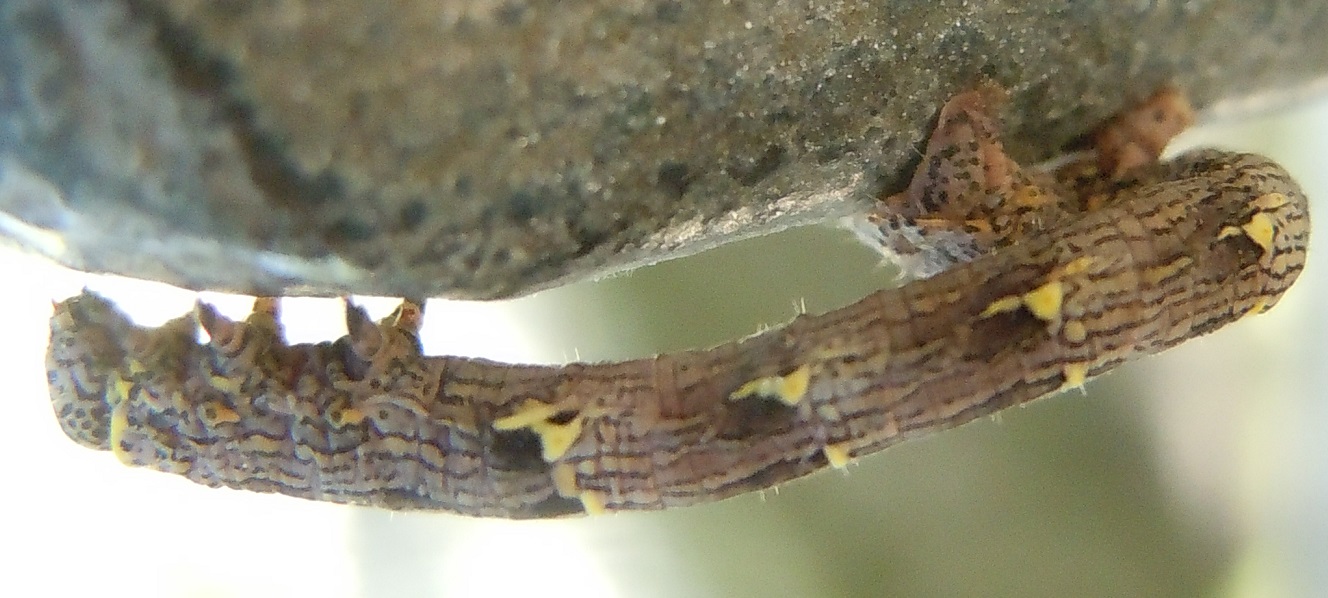 Bruco di Lycia? S, Lycia hirtaria, Geometridae