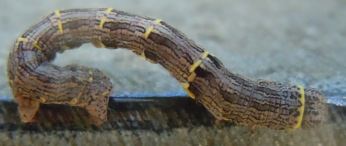 Bruco di Lycia? S, Lycia hirtaria, Geometridae