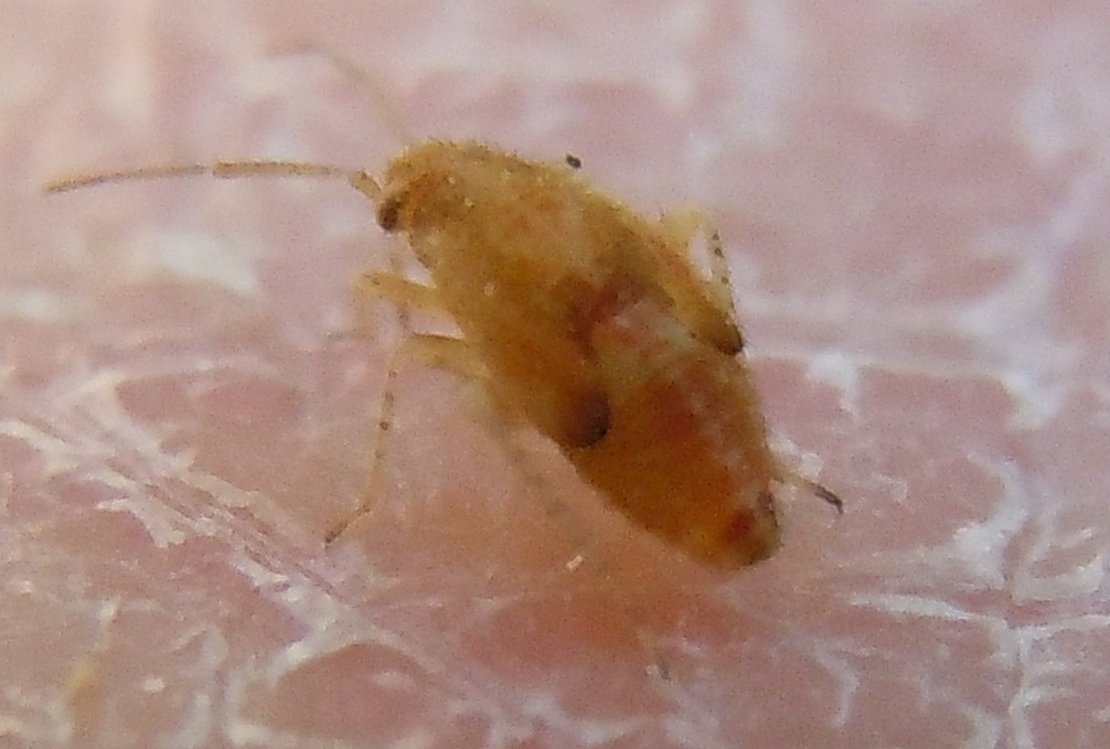 Ninfa da identificare:  cfr. Psallus varians (Miridae)