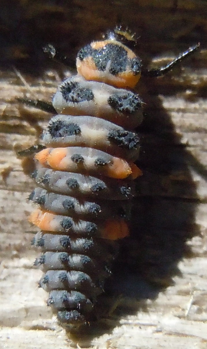 Larva di Coccinellidae:  cfr. Coccinella septempunctata