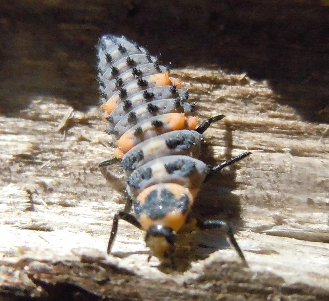 Larva di Coccinellidae:  cfr. Coccinella septempunctata