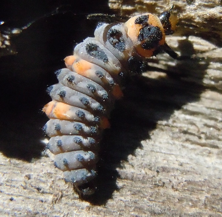 Larva di Coccinellidae:  cfr. Coccinella septempunctata