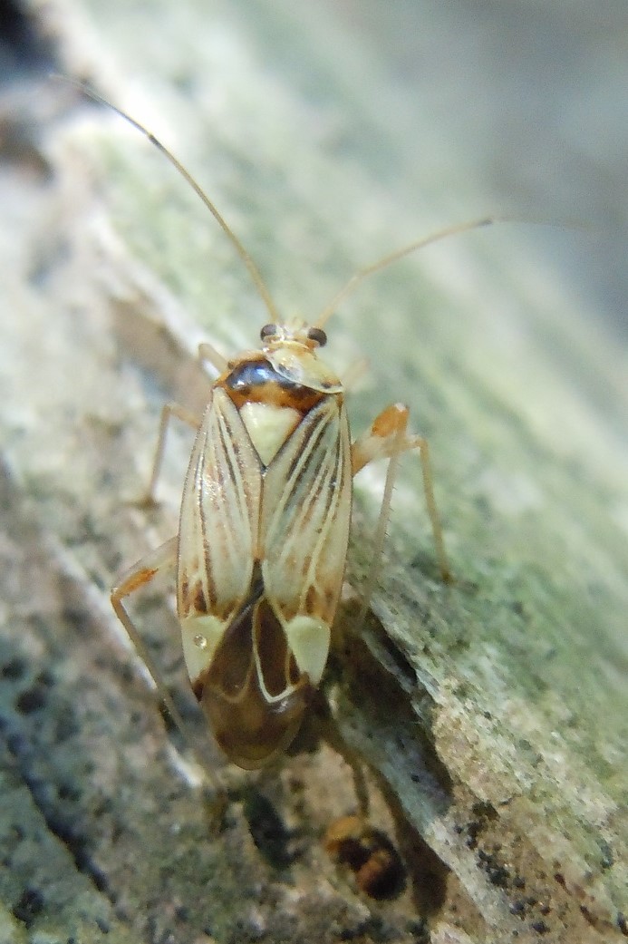 Miridae: Rhabdomiris striatellus