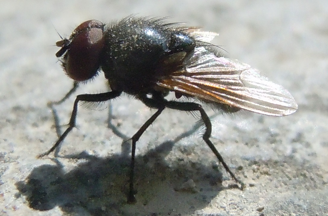 Hydrotaea? S, Hydrotaea ignava (Muscidae)