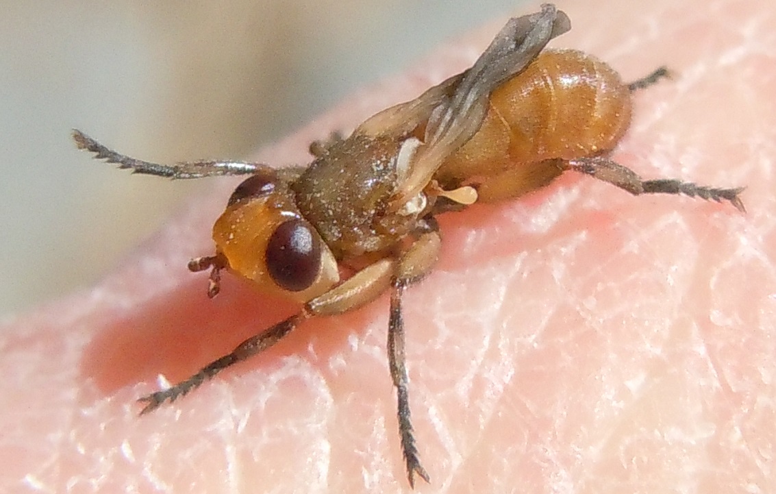 Conopidae con malformazione? No, neosfarfallato