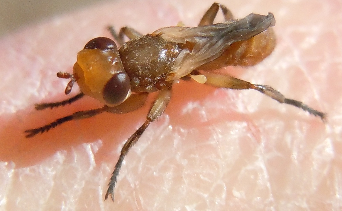 Conopidae con malformazione? No, neosfarfallato