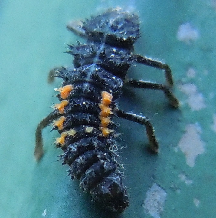 Larva di Coccinellidae: Harmonia sp. (cfr.)