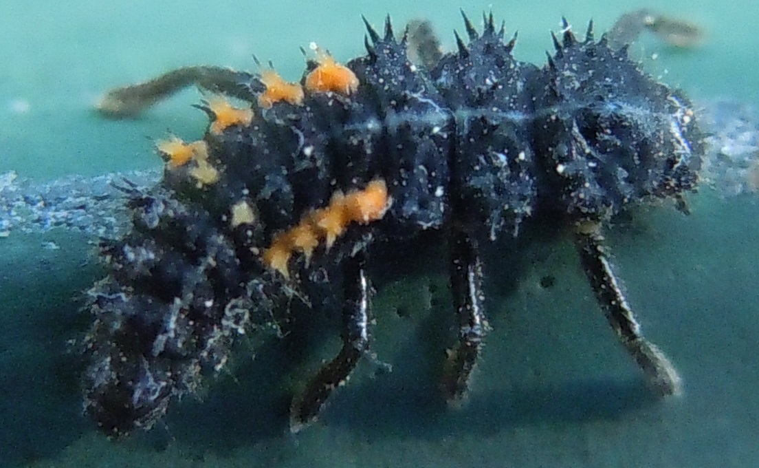 Larva di Coccinellidae: Harmonia sp. (cfr.)