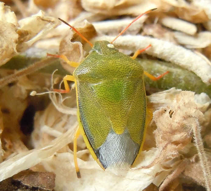 Pentatomidae: Piezodorus lituratus ?  S !